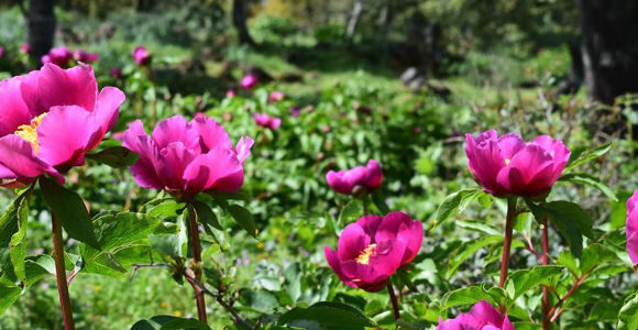 sierra-alor-rosa-alejandría