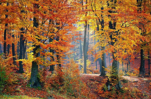 otoño-sierra-de-gata