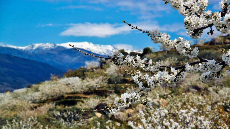 La floración de los cerezos en Extremadura