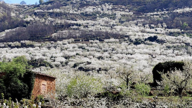Cerezos en flor en el Valle del Jerte, Extremadura