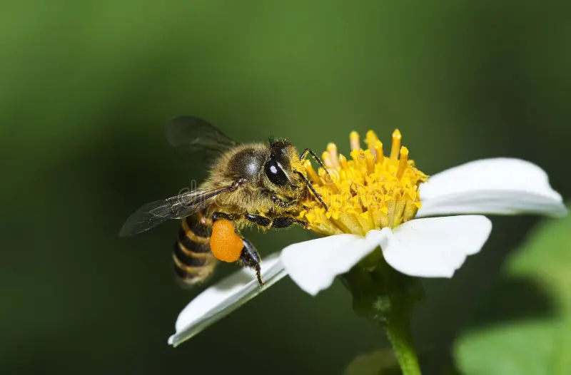 Una abeja en una flor sacando el néctar para la miel de Extremadura